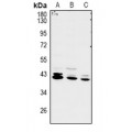 LifeSab™ RCL1 Rabbit pAb (50 µl)