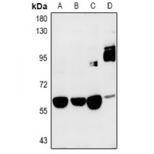 LifeSab™ SRPK3 Rabbit pAb (50 µl)