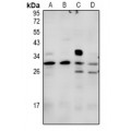 LifeSab™ Syndecan 2 Rabbit pAb (50 µl)