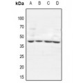 LifeSab™ GTF3A Rabbit pAb (50 µl)
