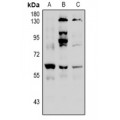LifeSab™ HDAC2 (pS394) Rabbit pAb (50 µl)