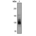 LifeSab™ PKN1/2 (pT774/816) Rabbit pAb (50 µl)