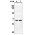 LifeSab™ CDC25B Rabbit pAb (50 µl)