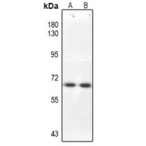 LifeSab™ CDC25B Rabbit pAb (50 µl)