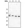 LifeSab™ MKK4 Rabbit pAb (50 µl)