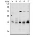 LifeSab™ ERK1/2 Rabbit pAb (50 µl)
