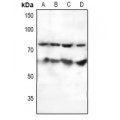 LifeSab™ SF1 Rabbit pAb (50 µl)