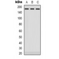 LifeSab™ EGFR Rabbit pAb (50 µl)