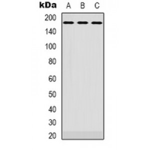 LifeSab™ EGFR Rabbit pAb (50 µl)