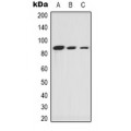 LifeSab™ Ku80 Rabbit pAb (50 µl)