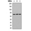 LifeSab™ hnRNP L Rabbit pAb (50 µl)