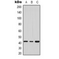 LifeSab™ DUSP9 Rabbit pAb (50 µl)
