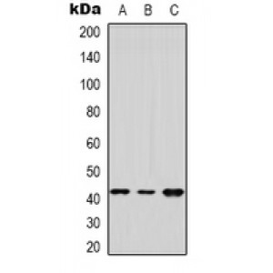 LifeSab™ DUSP9 Rabbit pAb (50 µl)