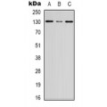 LifeSab™ DGK iota Rabbit pAb (50 µl)