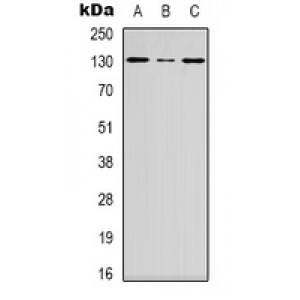 LifeSab™ DGK iota Rabbit pAb (50 µl)