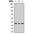 LifeSab™ MKK1 (pT386) Rabbit pAb (50 µl)