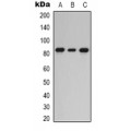 LifeSab™ PKC epsilon Rabbit pAb (50 µl)