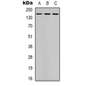 LifeSab™ DAP Kinase 1 Rabbit pAb (50 µl)