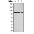 LifeSab™ Androgen Receptor Rabbit pAb (50 µl)
