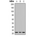 LifeSab™ Apelin Rabbit pAb (50 µl)