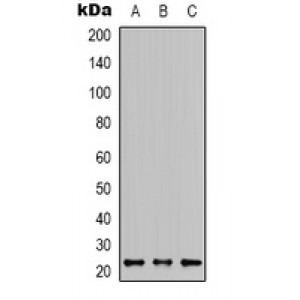 LifeSab™ Apelin Rabbit pAb (50 µl)