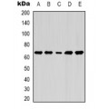 LifeSab™ FGF18 Rabbit pAb (50 µl)