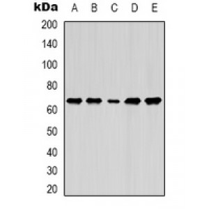 LifeSab™ FGF18 Rabbit pAb (50 µl)