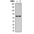 LifeSab™ Cyclophilin A Rabbit pAb (50 µl)