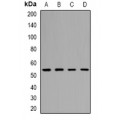 LifeSab™ GEF2 Rabbit pAb (50 µl)
