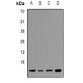 LifeSab™ Histone H2B Rabbit pAb (50 µl)