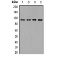LifeSab™ MUM1 Rabbit pAb (50 µl)