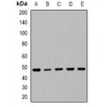 LifeSab™ TLE1/2/3/4 Rabbit pAb (50 µl)