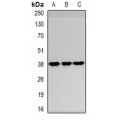 LifeSab™ Thymopoietin Rabbit pAb (50 µl)