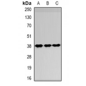 LifeSab™ Thymopoietin Rabbit pAb (50 µl)