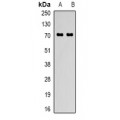 LifeSab™ FABP7 Rabbit pAb (50 µl)