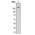 LifeSab™ Galectin 3 Mouse mAb (50 µl)