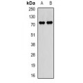 LifeSab™ PADI4 Rabbit pAb (50 µl)