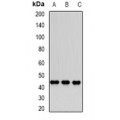 LifeSab™ Dnmt3L Rabbit pAb (50 µl)
