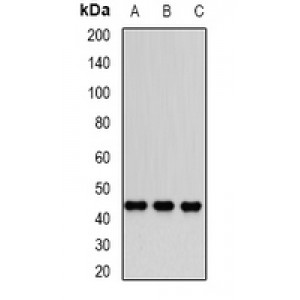 LifeSab™ Dnmt3L Rabbit pAb (50 µl)