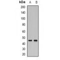 LifeSab™ SHARP-2 Rabbit pAb (50 µl)