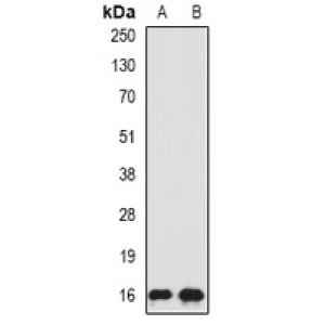 LifeSab™ SRP19 Rabbit pAb (50 µl)