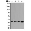 LifeSab™ GABPB1 Rabbit pAb (50 µl)
