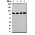 LifeSab™ GlnRS Rabbit pAb (50 µl)