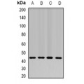 LifeSab™ NELF-E Rabbit pAb (50 µl)