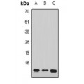 LifeSab™ PC4 Rabbit pAb (50 µl)