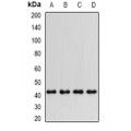 LifeSab™ PTGES2 Rabbit pAb (50 µl)