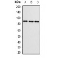 LifeSab™ SMYD4 Rabbit pAb (50 µl)
