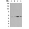 LifeSab™ AEBP2 Rabbit pAb (50 µl)