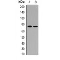 LifeSab™ HRP2 Rabbit pAb (50 µl)