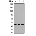 LifeSab™ OSGEPL1 Rabbit pAb (50 µl)